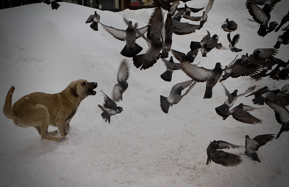 Hunting or playing?