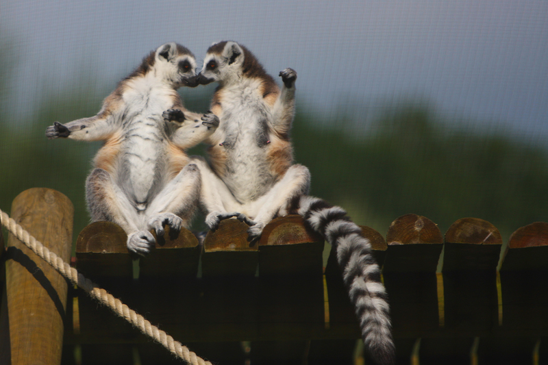 Kissing Lemurs by Rob Gallop