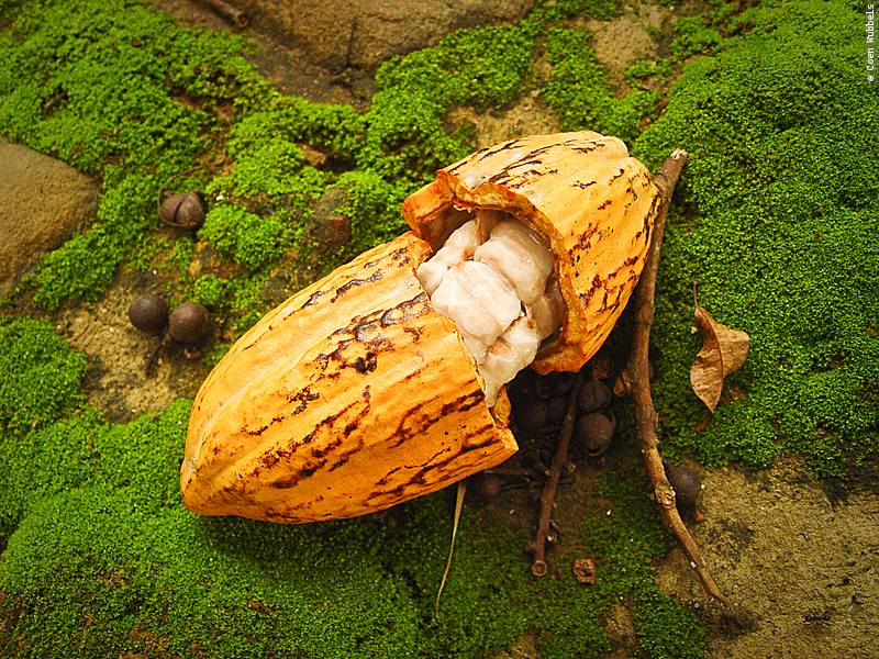 A visit to Walapulu's cacao plantation