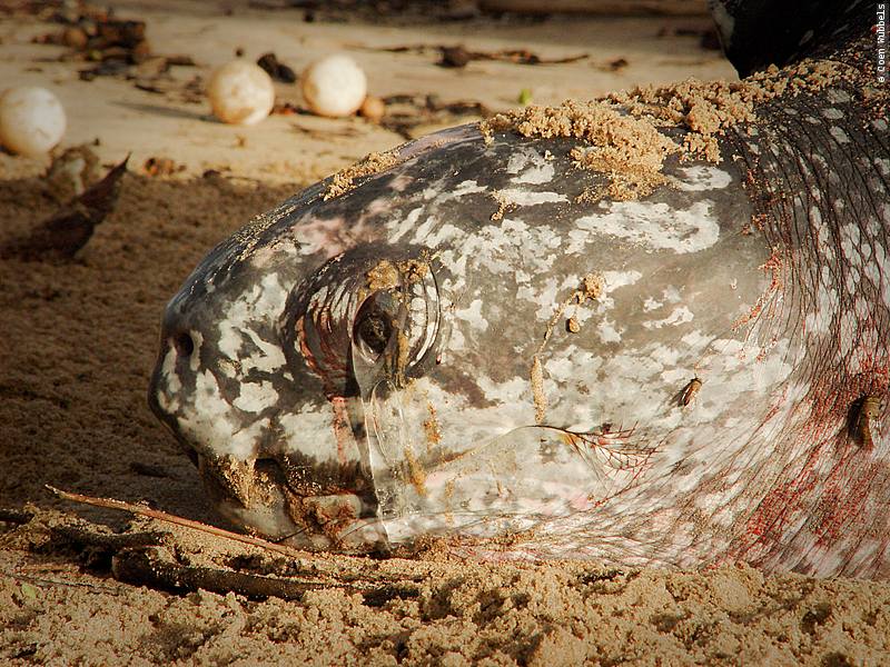A leatherback laying her eggs