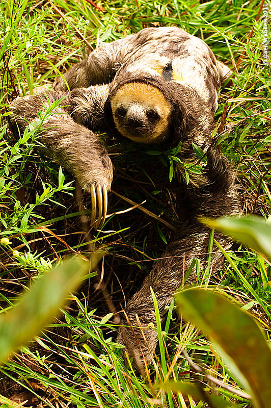 Three-toed sloth crossing the road