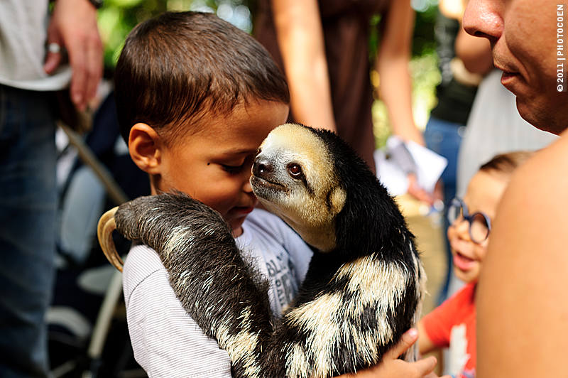 Sloth center in Cayenne
