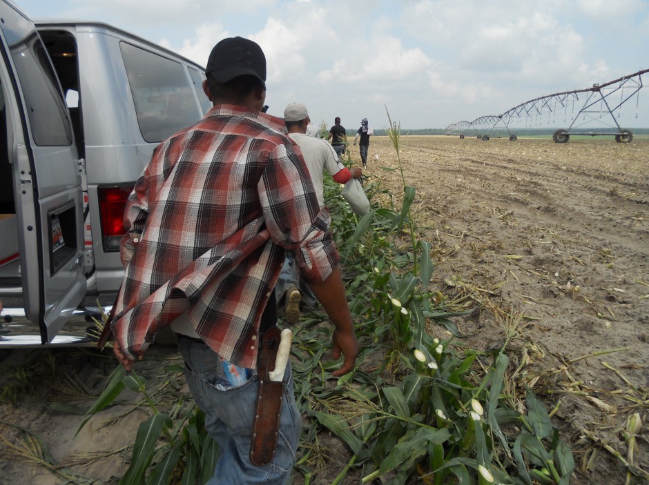 A migrant worker with machete in pouch heads to the field. Photo taken near Columbia, South Carolina.