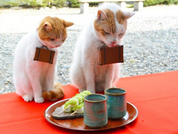 Cats-Eating-Sushi