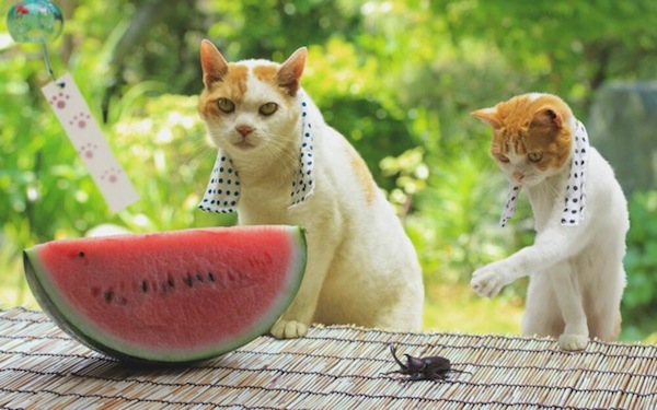 Cats-Eating-Watermelon