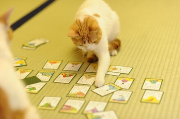 Cats-Playing-Cards