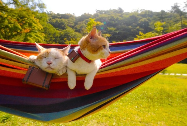 Cats-Relaxing