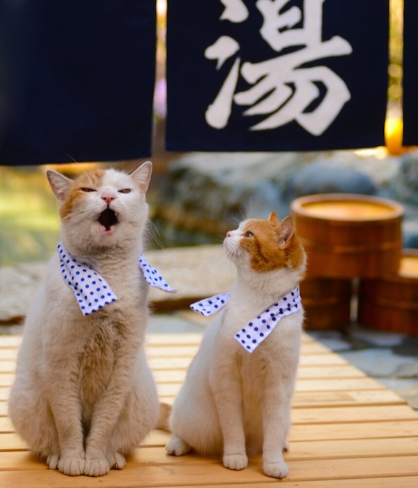 Cats-Traveling-in-Japan