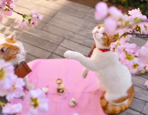 cute cats promoting Japan, cherry blossoms