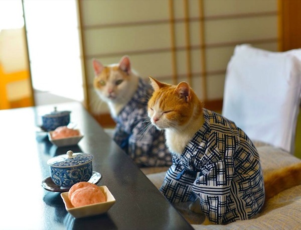 Cats-at-Tea-Ceremony