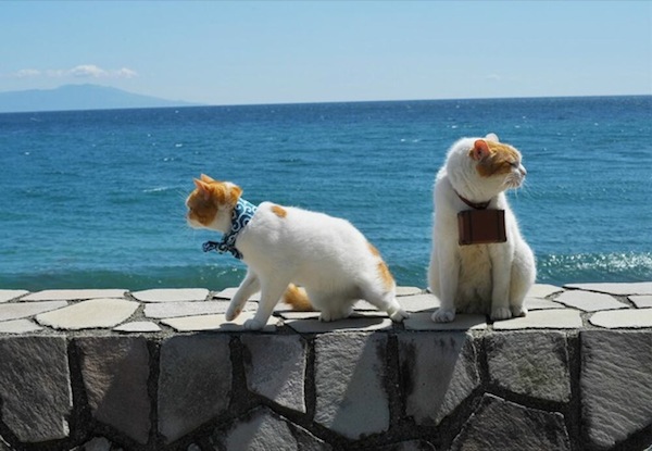 Cats-on-the-Beach