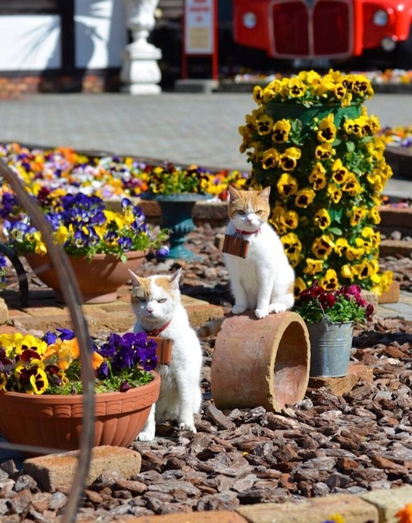 Cute-Cats-Promoting-Japan