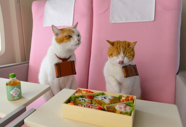 Japanese-Tourism-Promoted-by-Cats