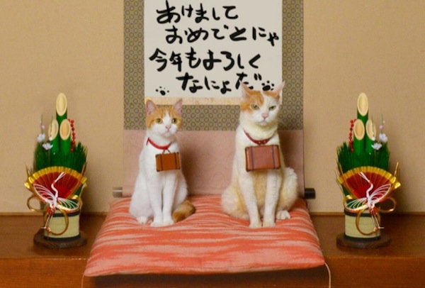 Traveling-Cats-in-Japan