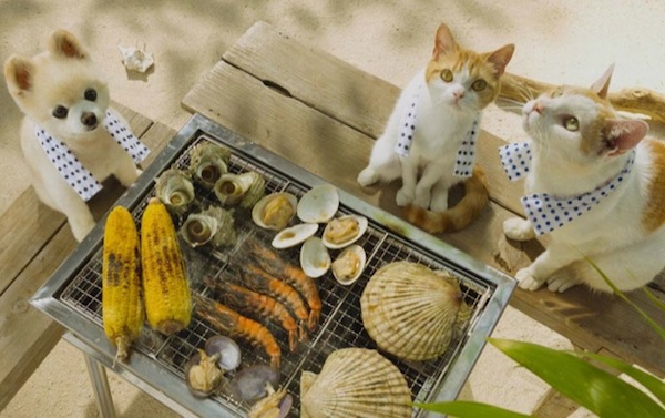 cats_barbeque