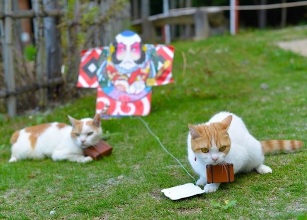 cats_japan_tourism