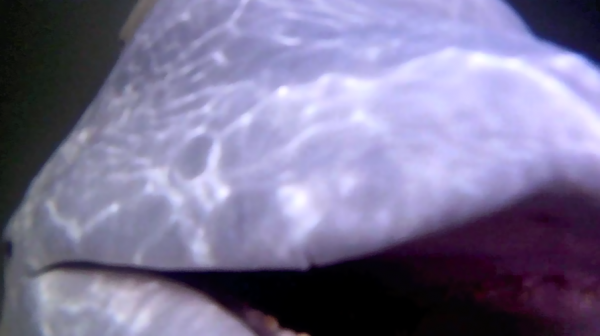Beluga up close
