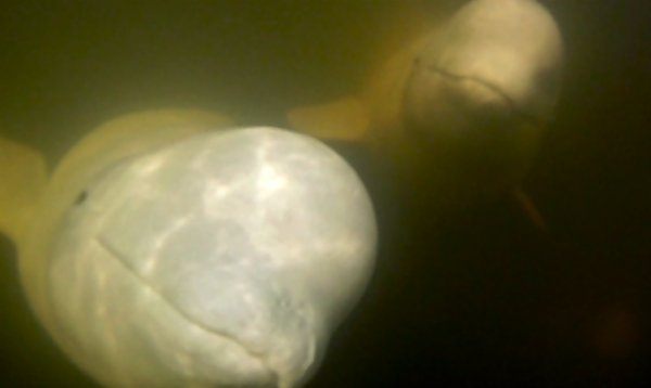 Beluga pair