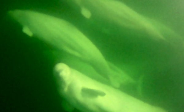 Beluga pod
