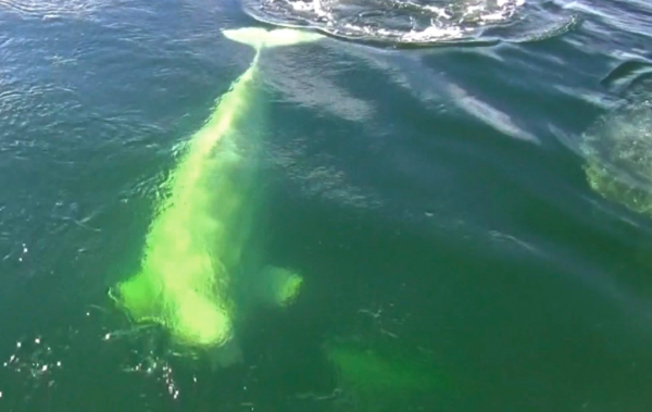 below the surface