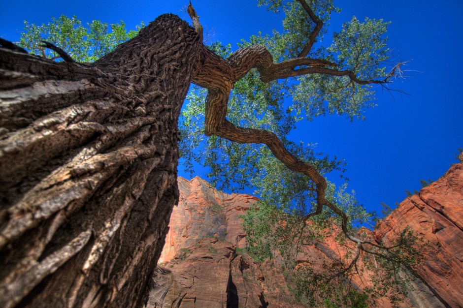 3-zion-cottonwood