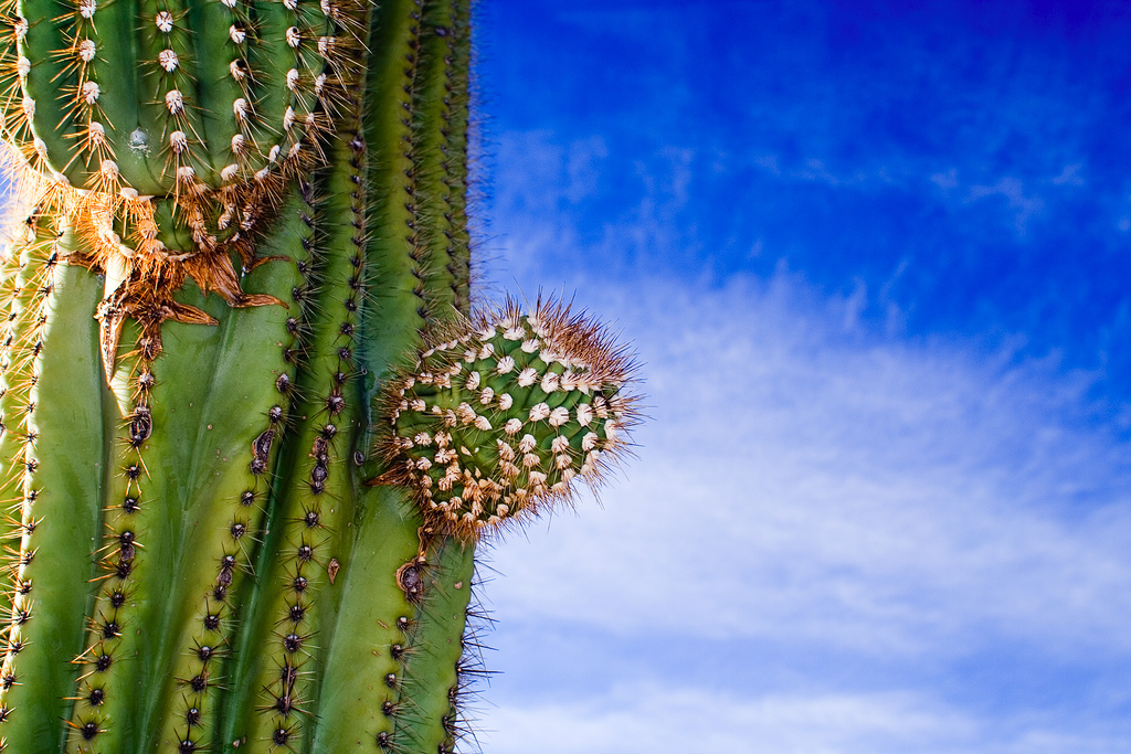 6-saguaro-east-2
