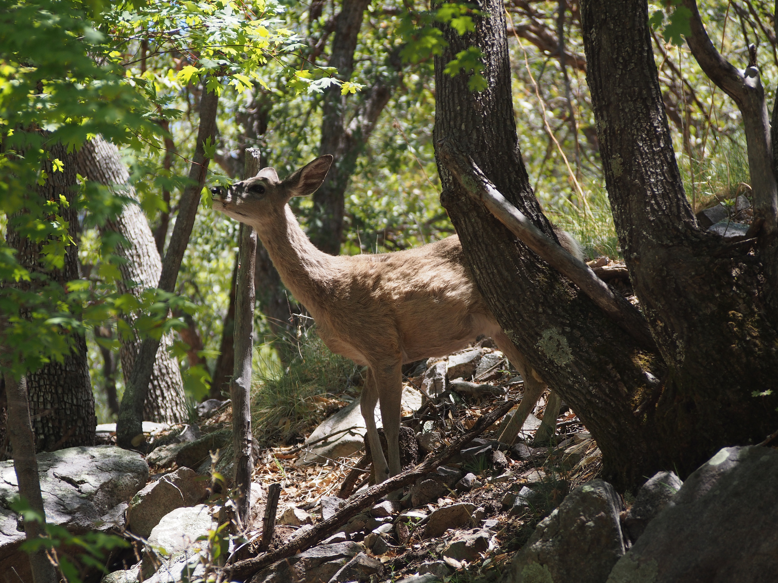 7-deer-ramsey-canyon-1