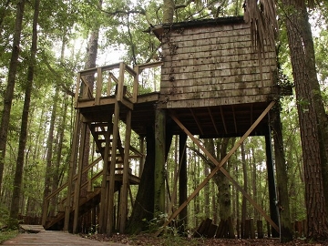 The Hostel in the Forest