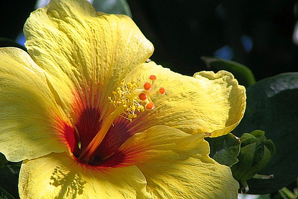 Hibiscus Flower
