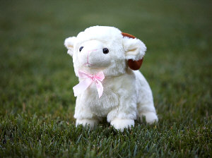 Organic Cotton Toys