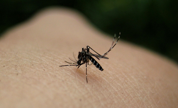 Mosquito
