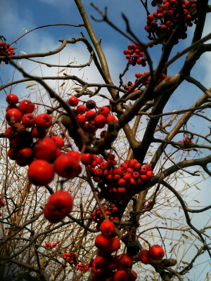 CameraPlus on iPhone 3G