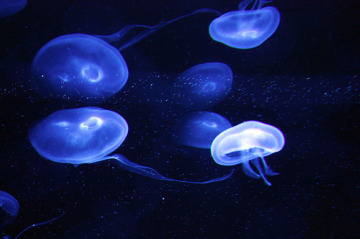 Sadly mortal jellyfish
