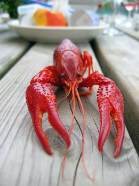 Lobster