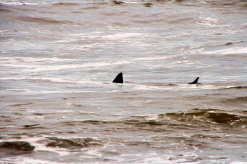Shark fins in sea