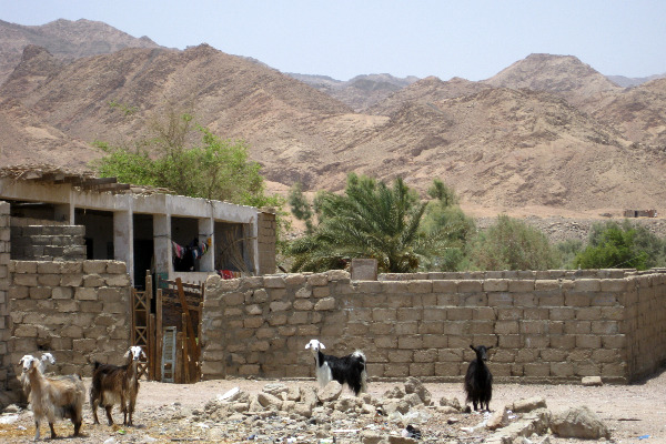 Goats in Assalah, Dahab