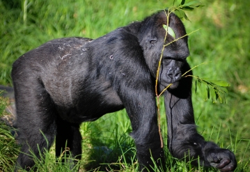”gorilla