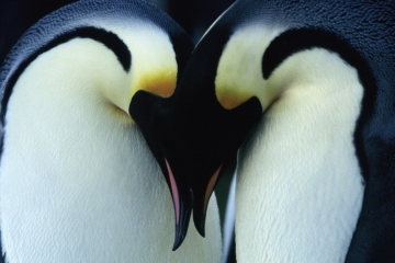 ”penguin
