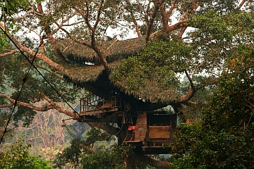 ”tree