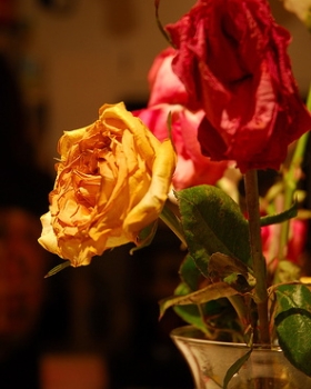 dead flowers