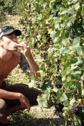 nz josh picking berries