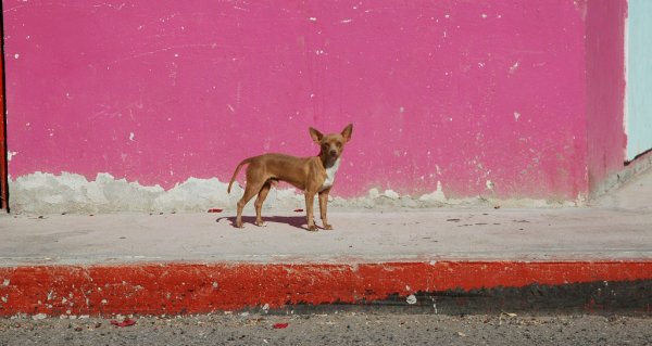 Red Chihuahua poses for a photo in Baja California Sur, Mexico