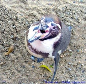Humboldt penguin