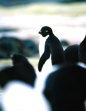 Adelie penguin