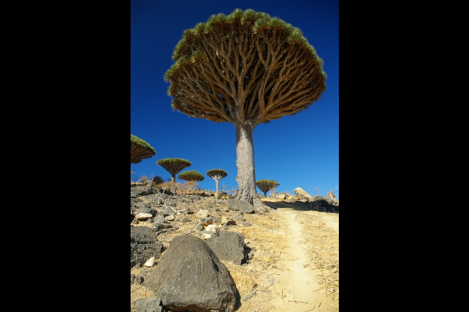 Dragon's blood tree on Socotra Island