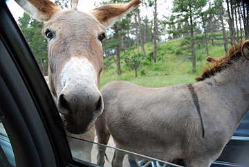 Donkeys