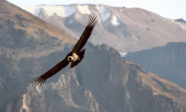 Condor over Peru's Canon de Colca