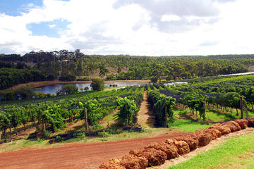 Vineyard
