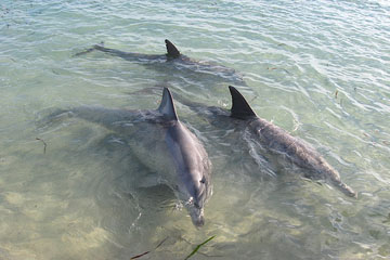 Dolphins at Monkey Mia