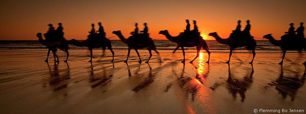 Cable Beach camels
